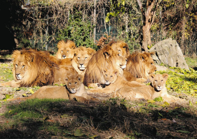ライオン（群馬サファリパーク　群馬県富岡市）　昨年誕生の3頭 百獣の王へ歩む　相性見極め観察