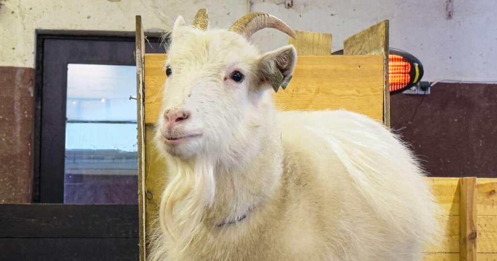 エイヤフィヨルズル郡でヤギを訓練する - RÚV.is