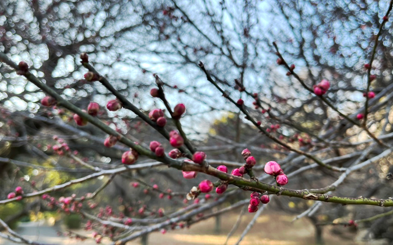 2026年1月17日「梅園」の紅梅