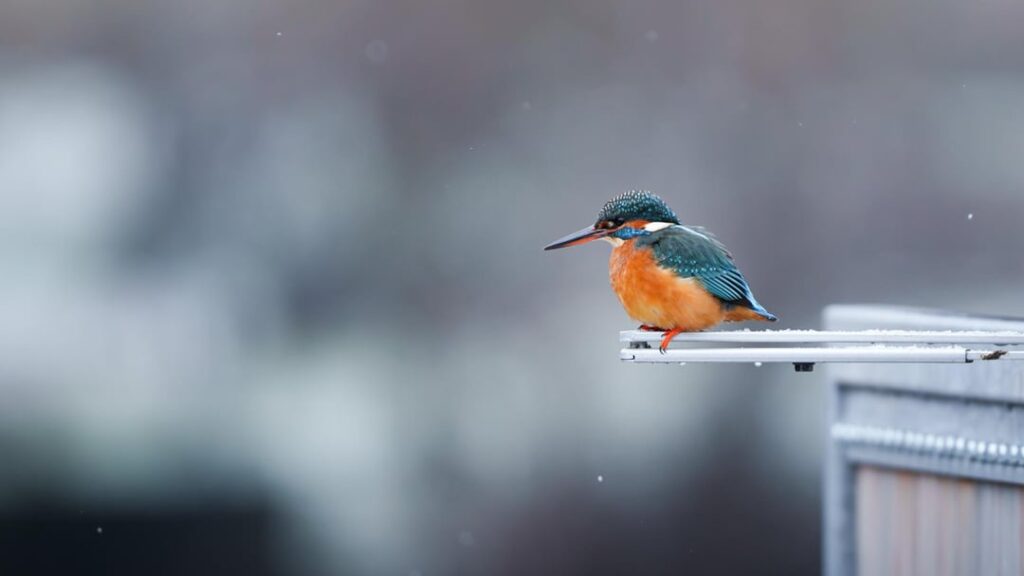 エヒタナハ湖周辺に鳥が増える