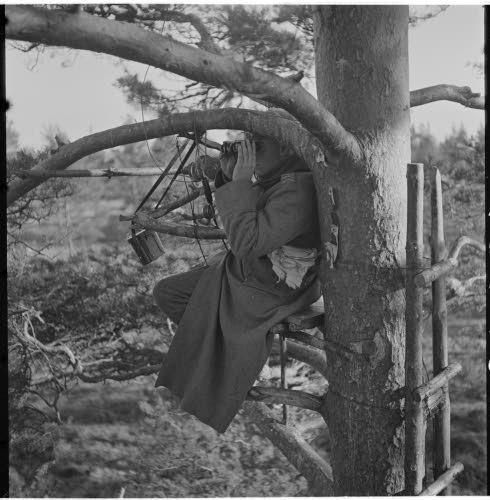 木の上のフィンランド砲兵監視員 1941
