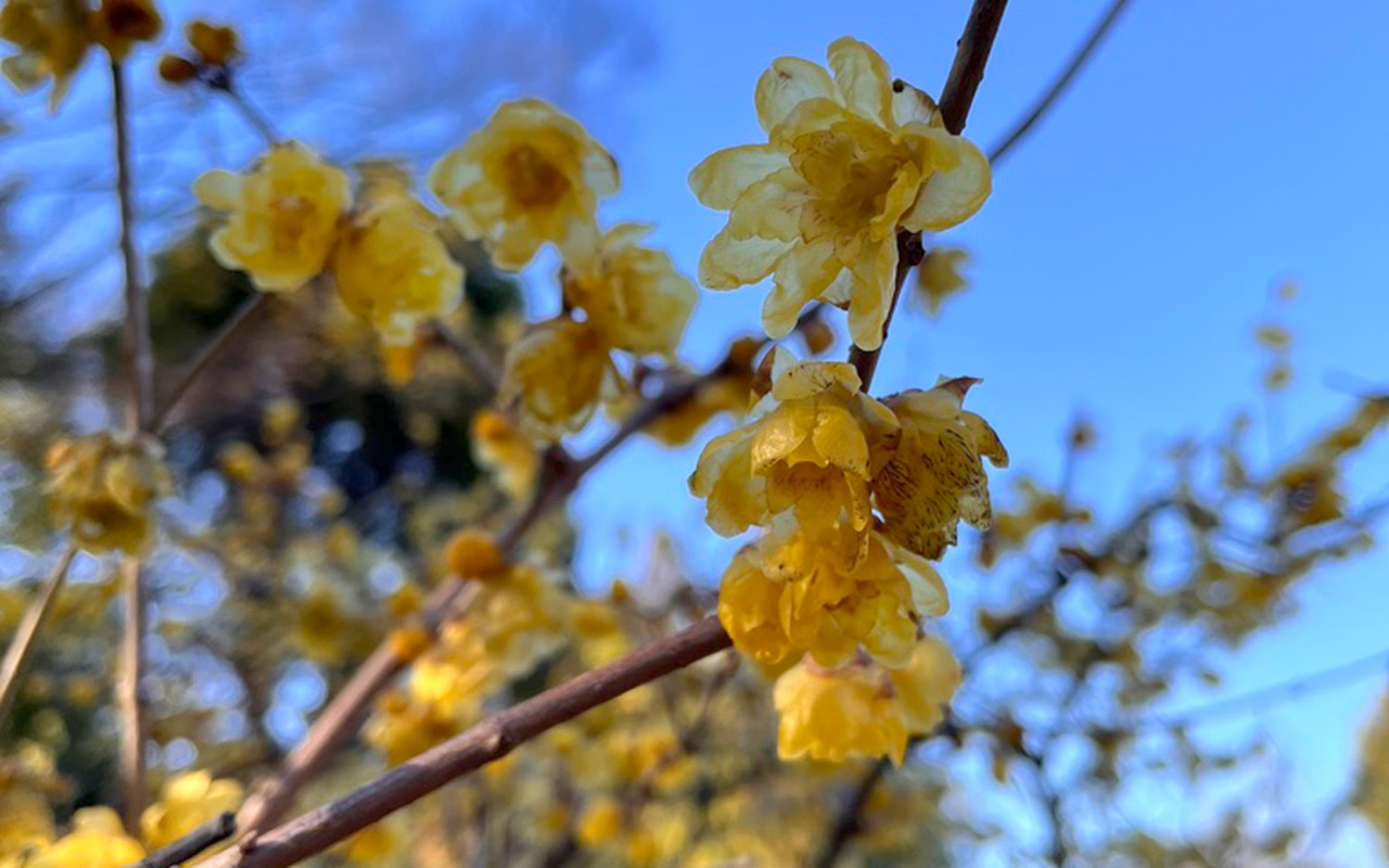 2025年1月下旬の所沢航空記念公園「蝋梅園」のロウバイ