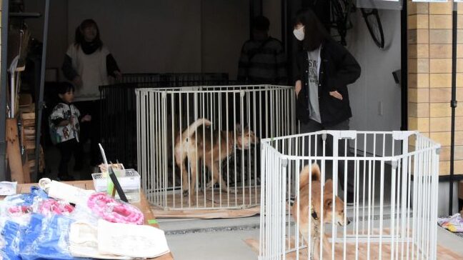 太田市の「命こそ宝」は保護犬をケアし、里親に譲渡しています！　「犬の幸せが一番」と活動中 | とりぷれ