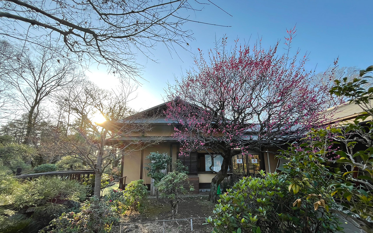 所沢航空記念公園「彩翔亭」の紅梅
