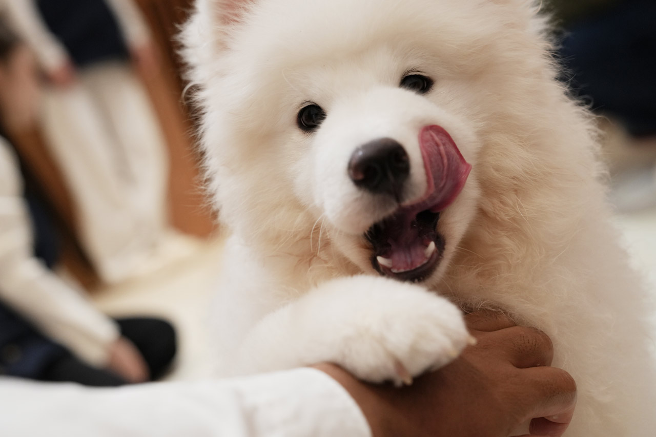 沖縄に3匹の天使が降臨！サモエド3姉妹とたっぷり遊んで癒やされる！究極のモフモフ体験『SAMOYED BASE（サモエドベース）』グランドオープン！