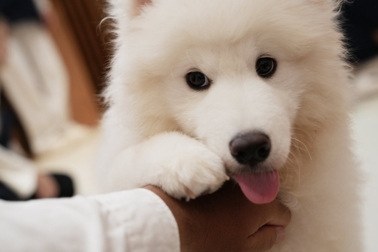 沖縄に3匹の天使が降臨！サモエド3姉妹とたっぷり遊んで癒やされる！究極のモフモフ体験『SAMOYED BASE（サモエドベース）』グランドオープン！