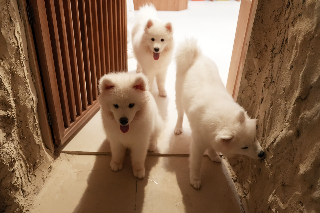 沖縄に3匹の天使が降臨！サモエド3姉妹とたっぷり遊んで癒やされる！究極のモフモフ体験『SAMOYED BASE（サモエドベース）』グランドオープン！