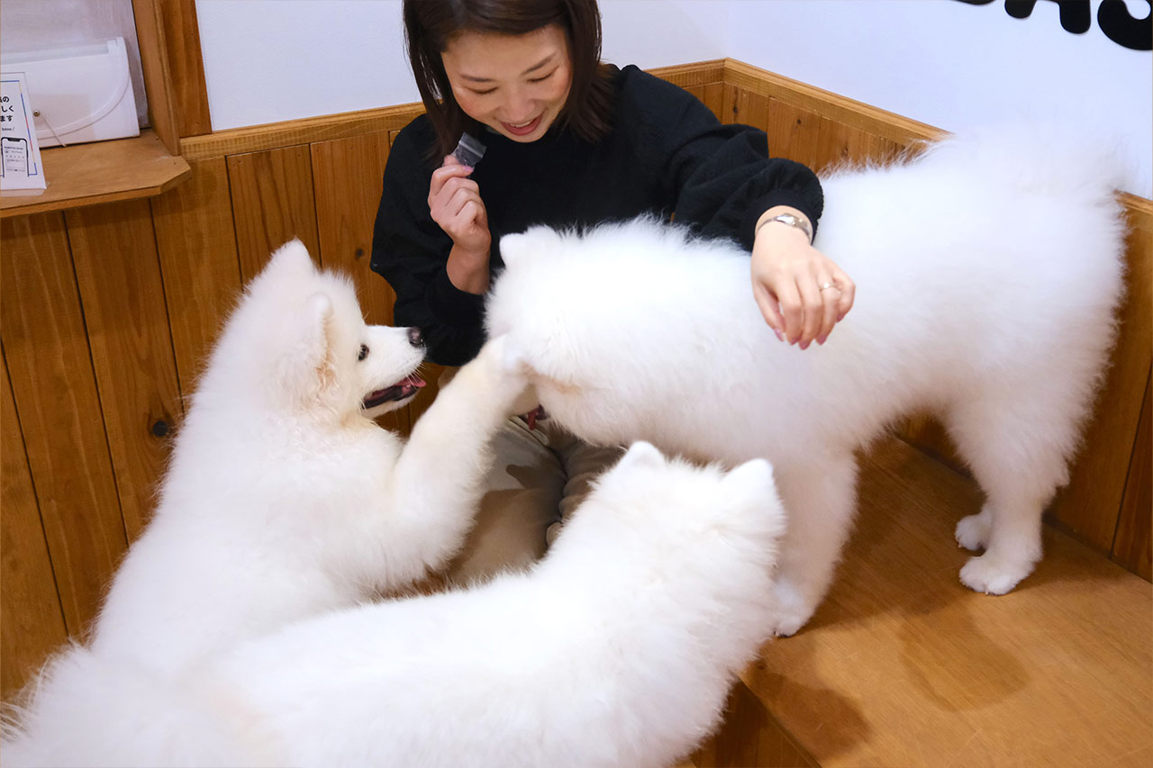 沖縄に3匹の天使が降臨！サモエド3姉妹とたっぷり遊んで癒やされる！究極のモフモフ体験『SAMOYED BASE（サモエドベース）』グランドオープン！