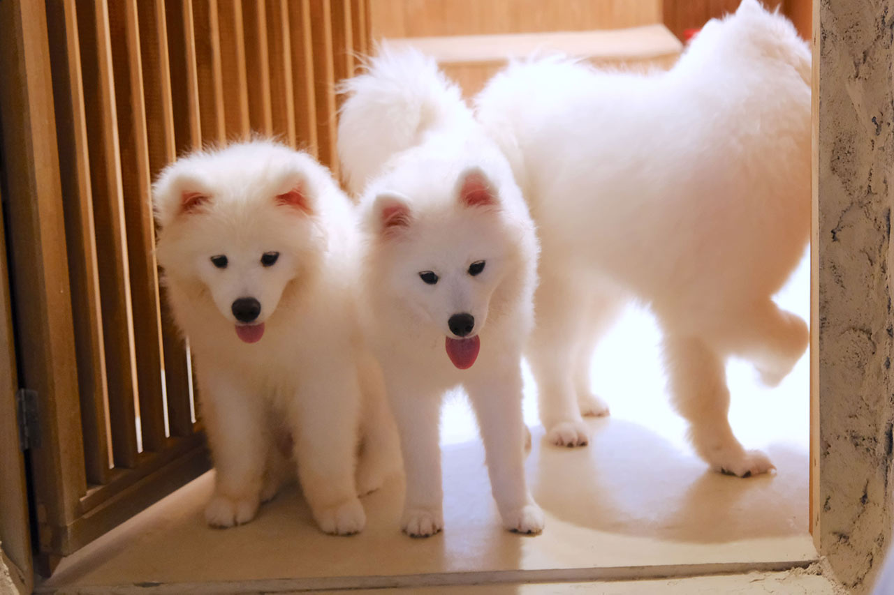 沖縄に3匹の天使が降臨！サモエド3姉妹とたっぷり遊んで癒やされる！究極のモフモフ体験『SAMOYED BASE（サモエドベース）』グランドオープン！