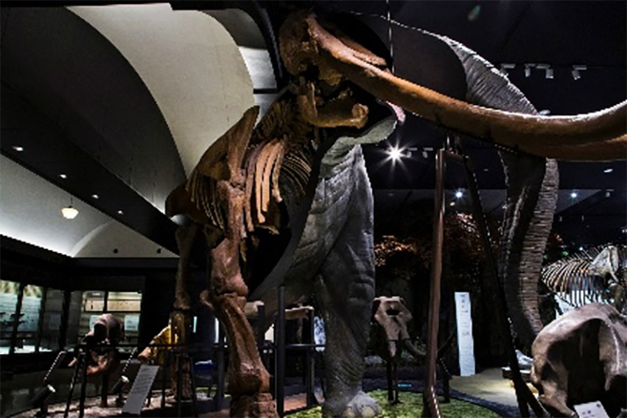 「琵琶湖博物館」のツダンスキーゾウの展示