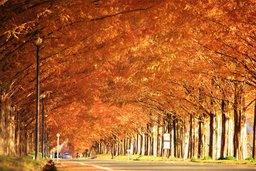 「マキノピックランド」内のイメージ