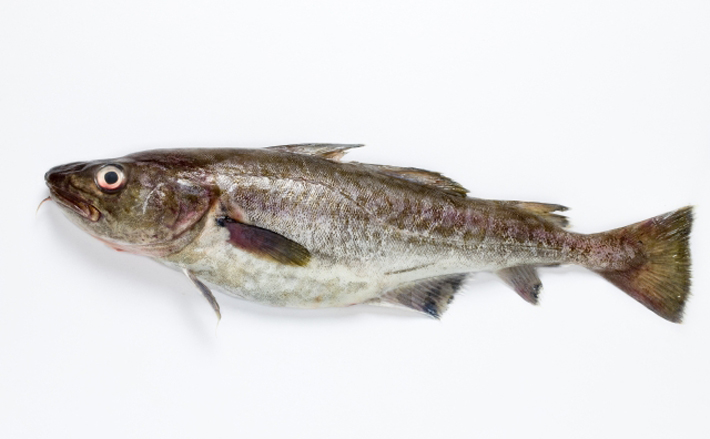 冬の食卓を支える「タラ」の価格はロシアの気分次第　安価な大衆魚は過去の話？