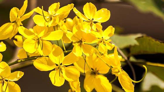 【AsianScientist】 インド樹木の季節外れな開花 — 市民科学者は気づいている|インドコラム＆リポート|Science Portal India インドの科学技術の今を伝える