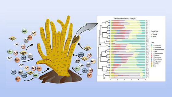 淡水海綿動物の微生物群集が重金属汚染対応に果たす役割を明らかに インド|インド科学技術ニュース|Science Portal India インドの科学技術の今を伝える