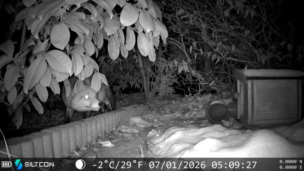 雪が降ると、このキツネはほぼ毎晩庭でトガリネズミを探します