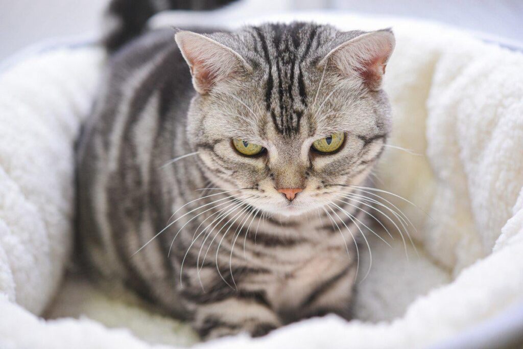 猫が『頼りにならない』と感じる人の特徴3つ 愛猫を失望させる理由や頼られるためのコツ【気分や対応が日によって大きく変わる人】