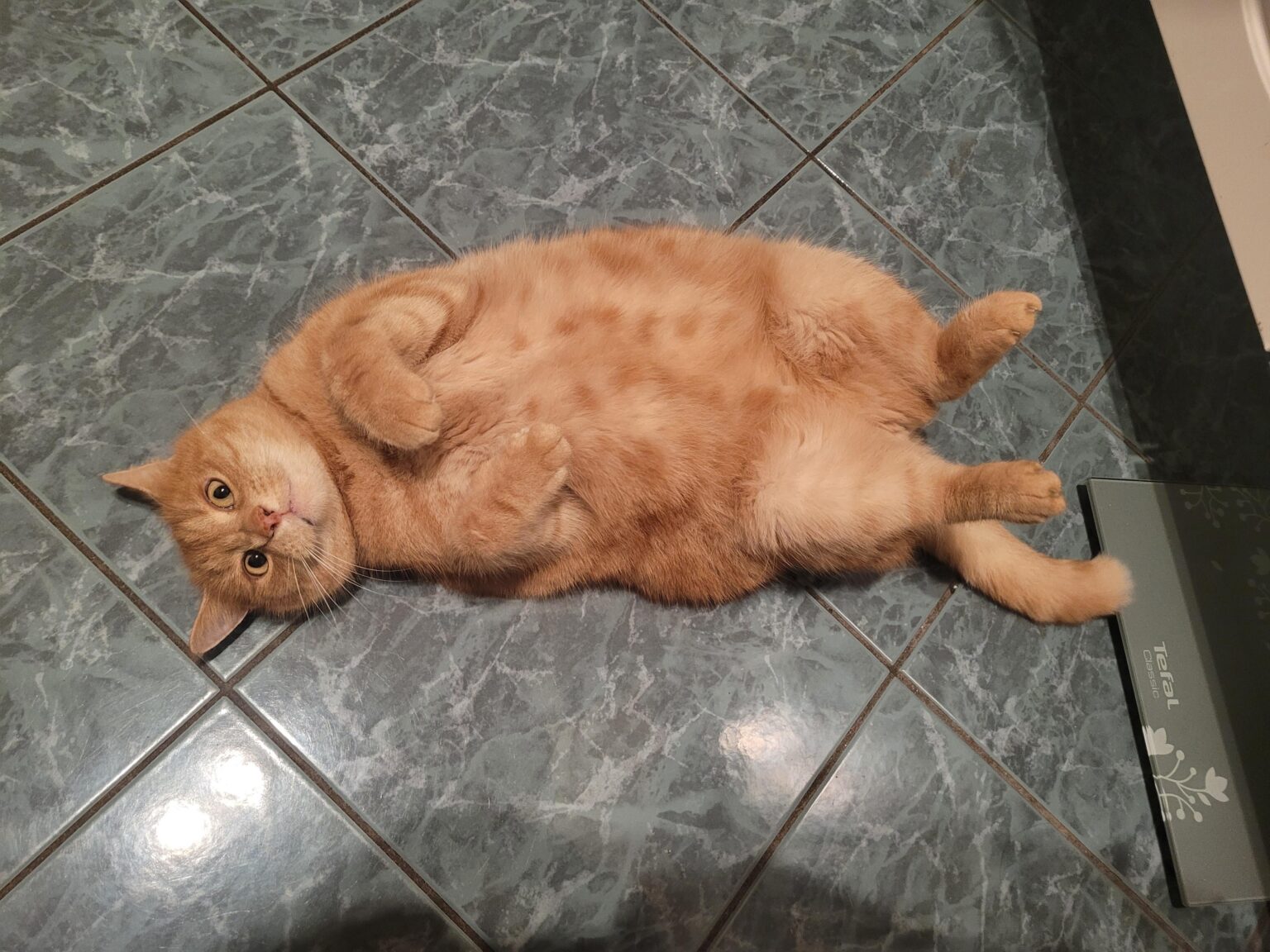 キャットボット