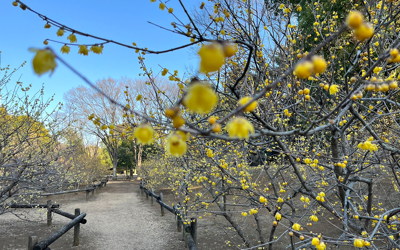 所沢航空記念公園の蝋梅園