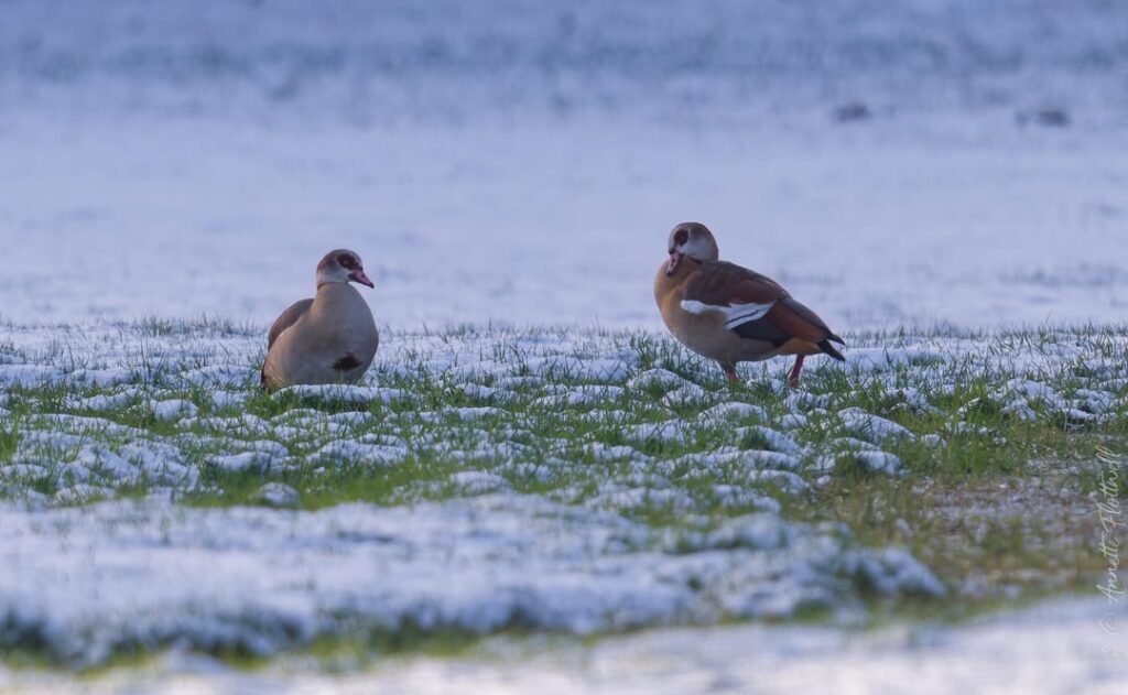 一体なぜこの冬、私たちはイセレクに滞在したのでしょうか？
