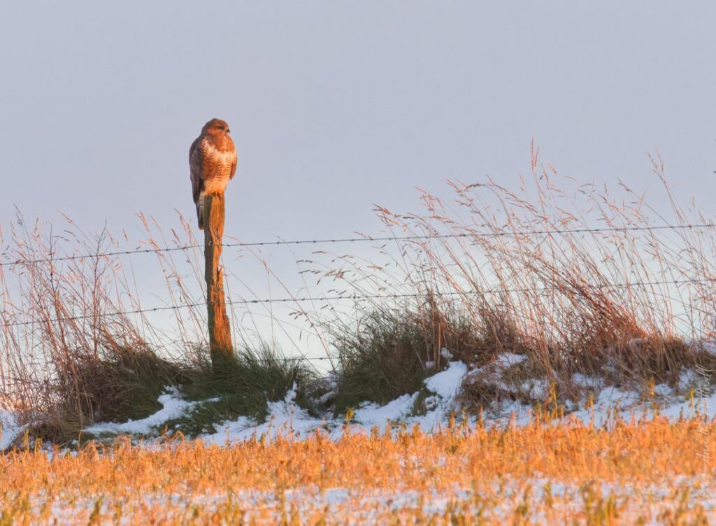 ノスリと私のためのイセレクの夕日