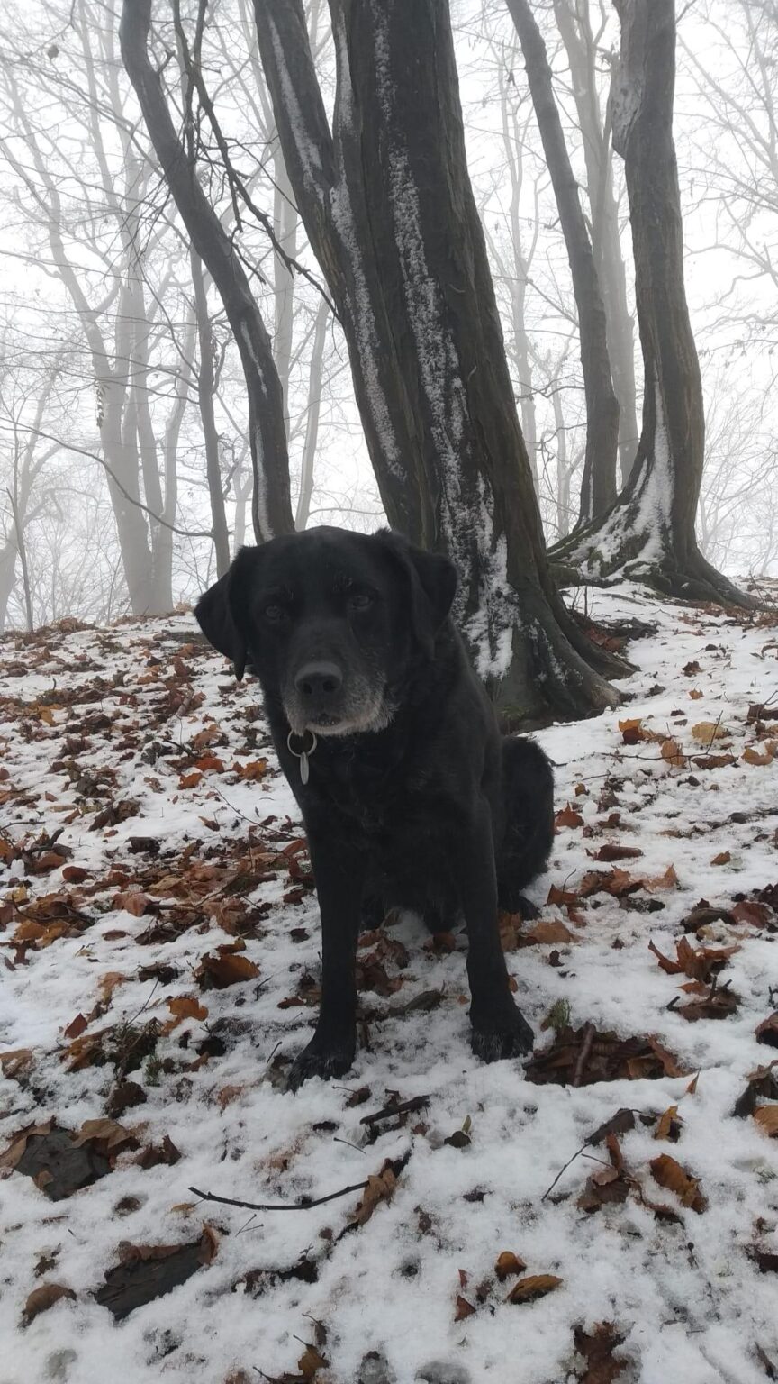 ペットを自慢しましょう！ 2026年1月