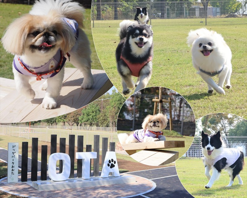 太田市【入場無料】愛犬とのびのび遊ぼ！　新スポット広々芝生の「ドッグパークおおた」1月6日～プレオープン | とりぷれ