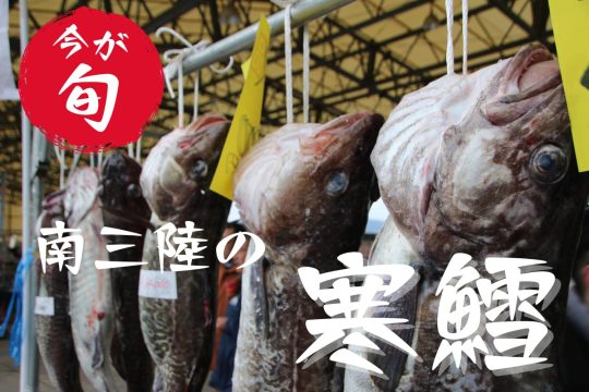 今が旬！冬になると食べたくなる、南三陸の寒鱈
