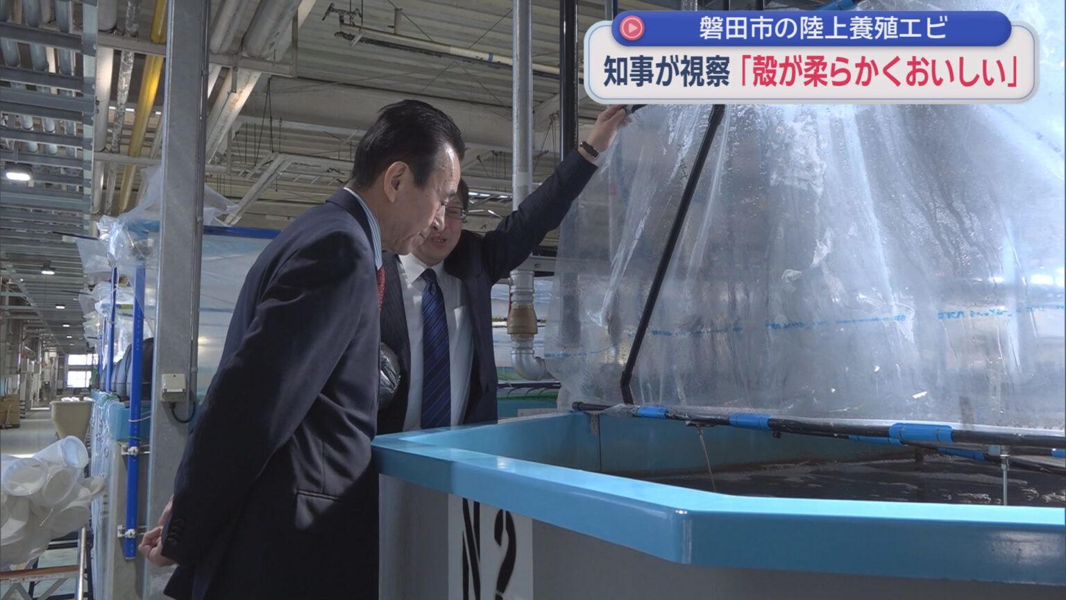 静岡県の鈴木知事が、磐田市のエビの陸上養殖を視察　市は「磐田育ち幸福なエビ」としてブランド化を進めていて、ふるさと納税の返礼品にも採用 - LOOK 静岡朝日テレビ