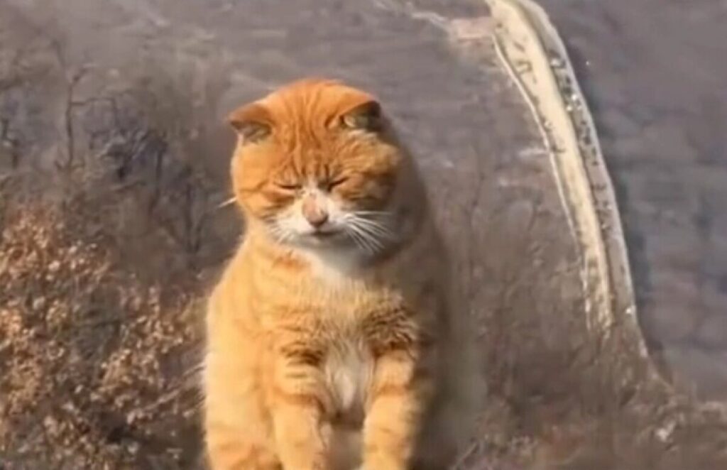 万里の長城の番人ネコが大人気に―中国