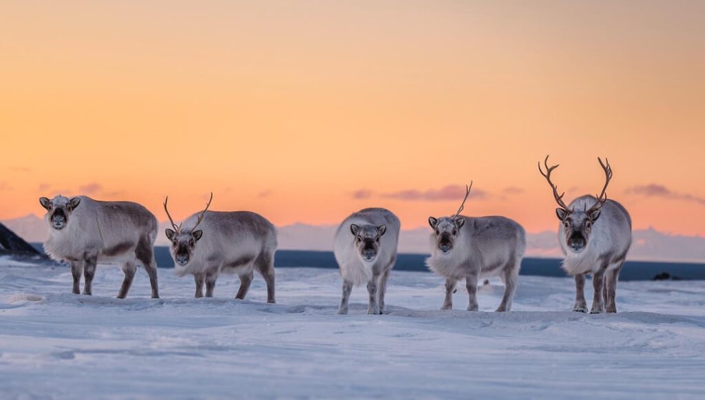 スバールバル諸島の2月の魔法