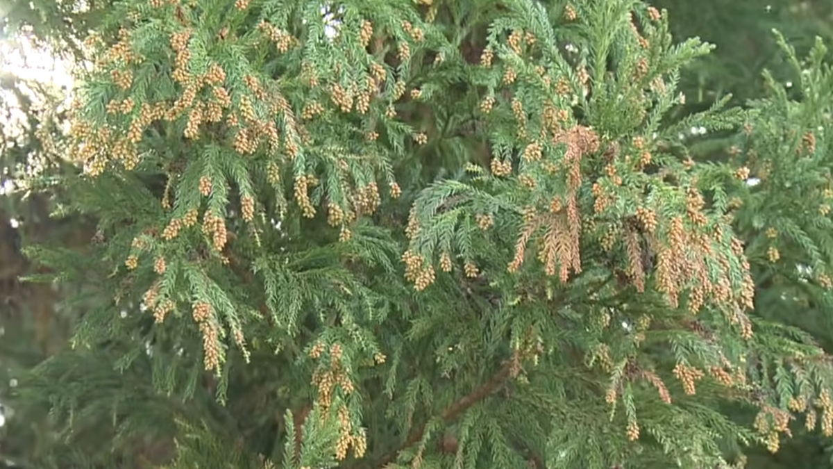 山口県でスギ花粉飛散開始…県医師会が宣言