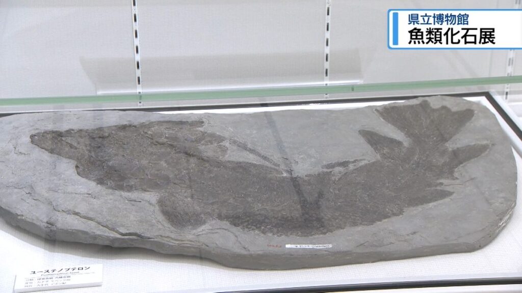 魚類の化石を特別展示 文化の森・県立博物館【徳島】(2026年2月12日掲載)|JRT NEWS NNN 共有