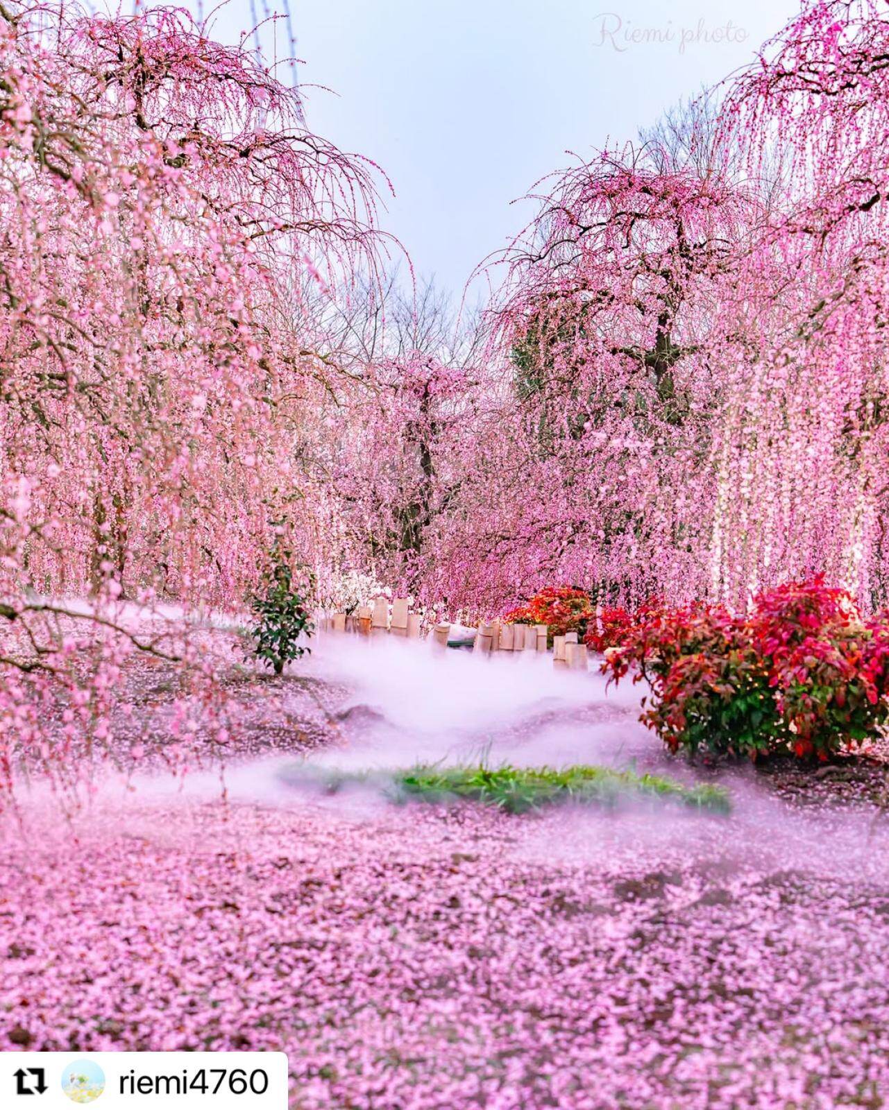 三重「鈴鹿の森庭園」約200本の梅が開花“しだれ梅”を彩る霧の演出＆夜間ライトアップ｜写真4