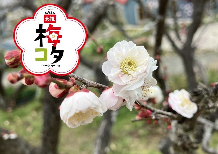 元祖梅コタ 2026 開催！約 90 品種、240 本の梅が開花します