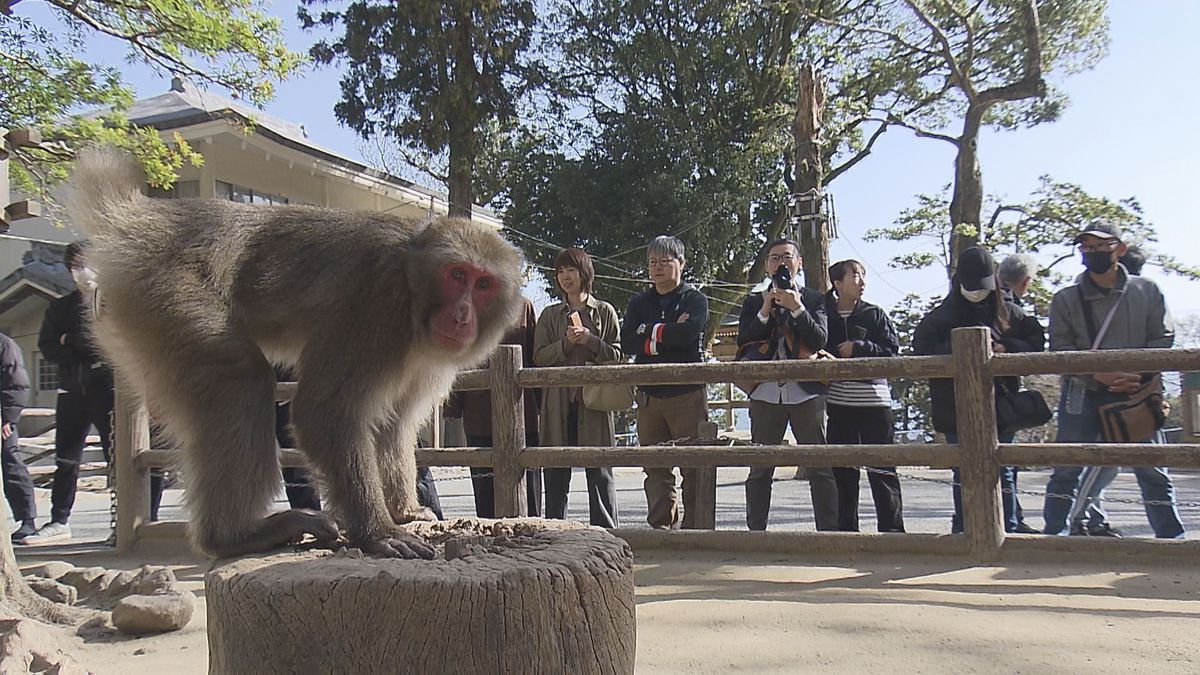 3連休最終日　大分県内の行楽地はにぎわい　野生のサルの餌付けで知られる大分市の高崎山にも多くの観光客