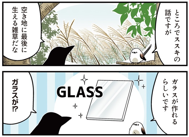 ところでススキの話ですが