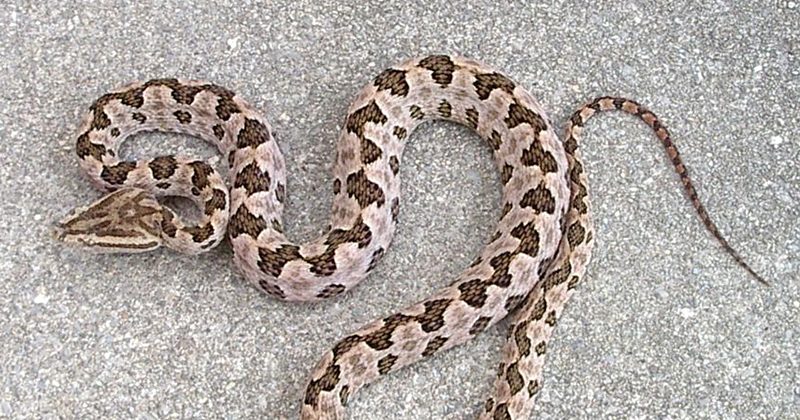 外来生物・タイワンハブの北上防げ! 沖縄県が東、大宜味の7キロ区間に柵設置へ 外来生物・タイワンハブの北上防げ! 沖縄県が東、大宜味の7キロ区間に柵設置へ