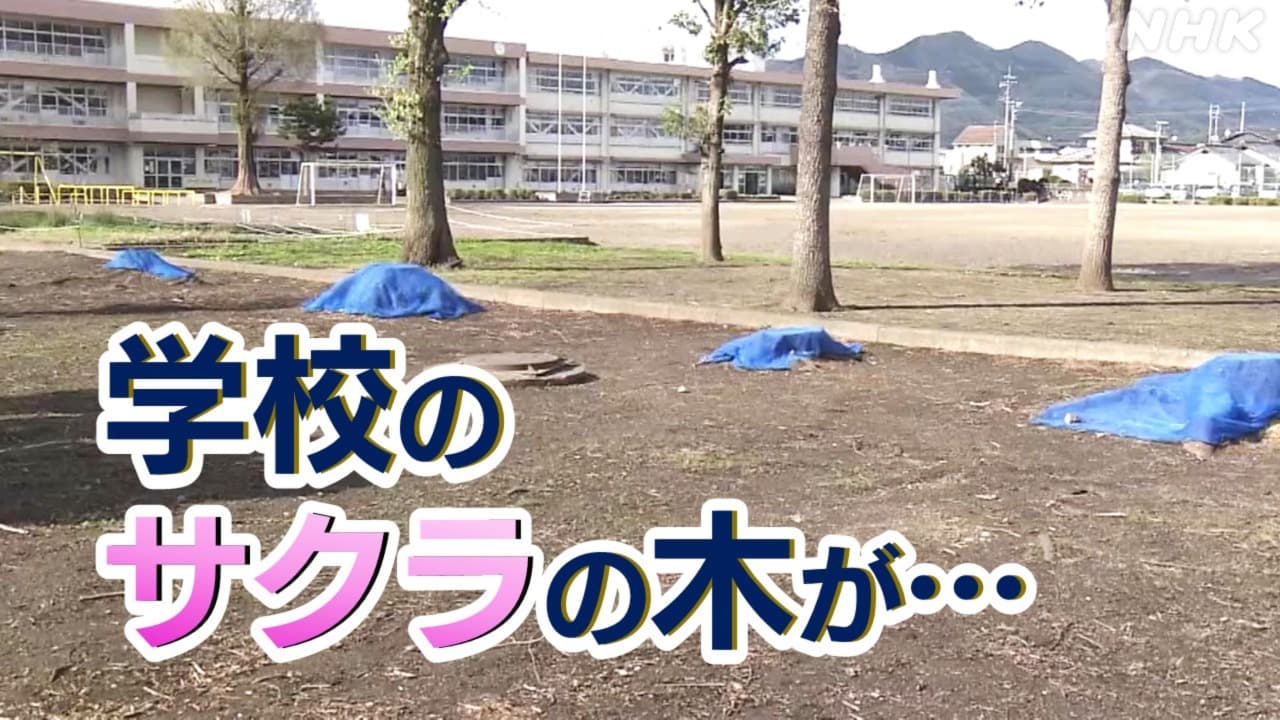 群馬県桐生市 学校のサクラの木を伐採へ クビアカツヤカミキリの被害拡大で | NHK