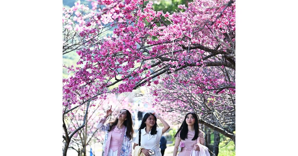 ぽかぽか　桜満開　本部八重岳　沖縄