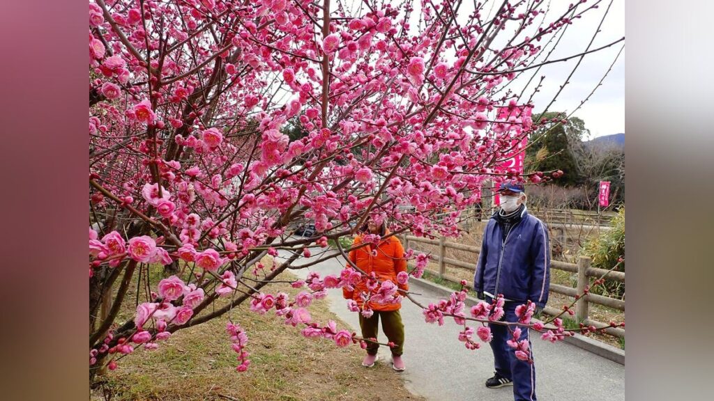 淡路島 梅 名所 南あわじ市 広田梅林ふれあい公園 梅まつり : 読売新聞