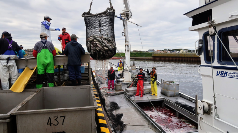 水揚げの様子。
