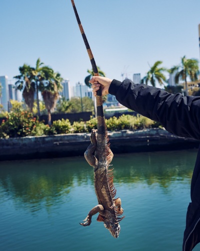 2026年2月1日、米国フロリダ州マイアミの住宅地でイグアナを手にする人。この日、寒冷前線がフロリダ州南部を通過していた。（Photograph by Alfonso Duran）