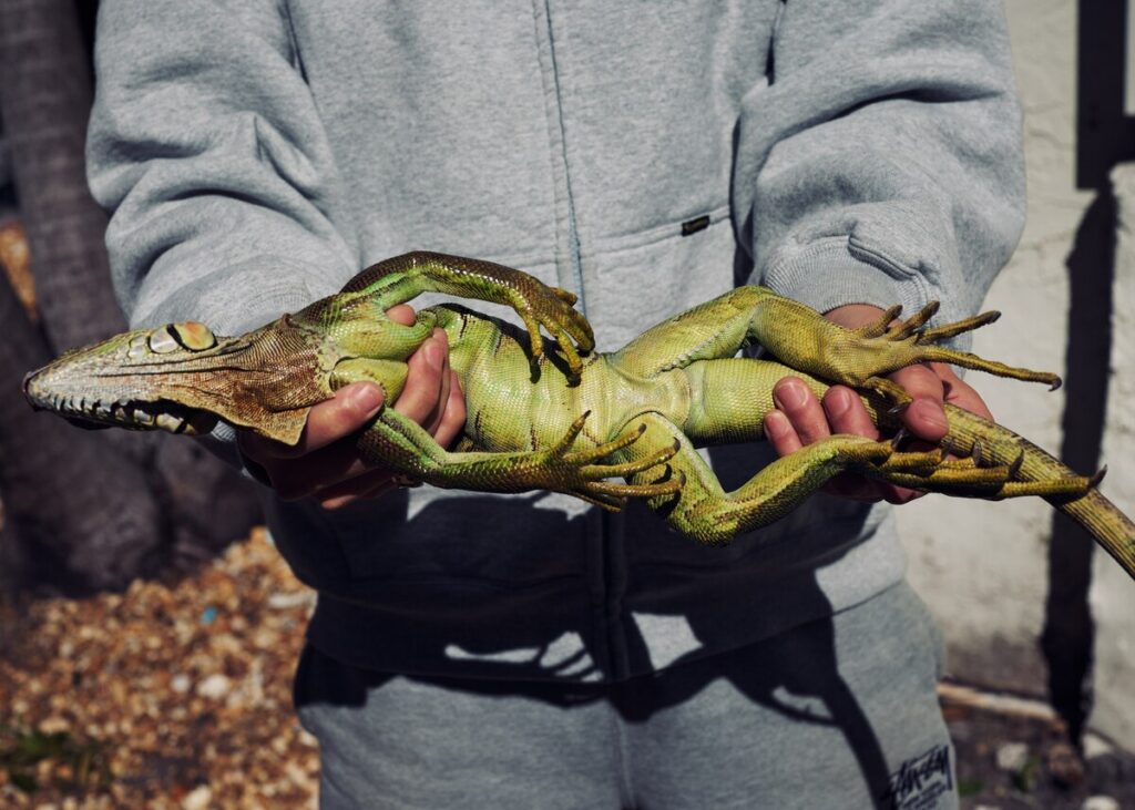 寒さで木からバタバタと落ちるイグアナたち、なぜ助けてはいけないのか？ 写真9点 | ナショナル ジオグラフィック日本版サイト