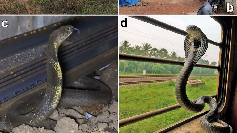 毒ヘビのキングコブラは電車に乗って生息域を広げていることが判明 - GIGAZINE