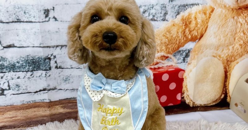 (( 2026.02.12 )).本日ご来店のモデルくん🐶🐾⁡今月5歳のお誕生日だそうです🎉⭐️🧸 Happy Birthday 🧸⭐️毎月...（2026.02.12）