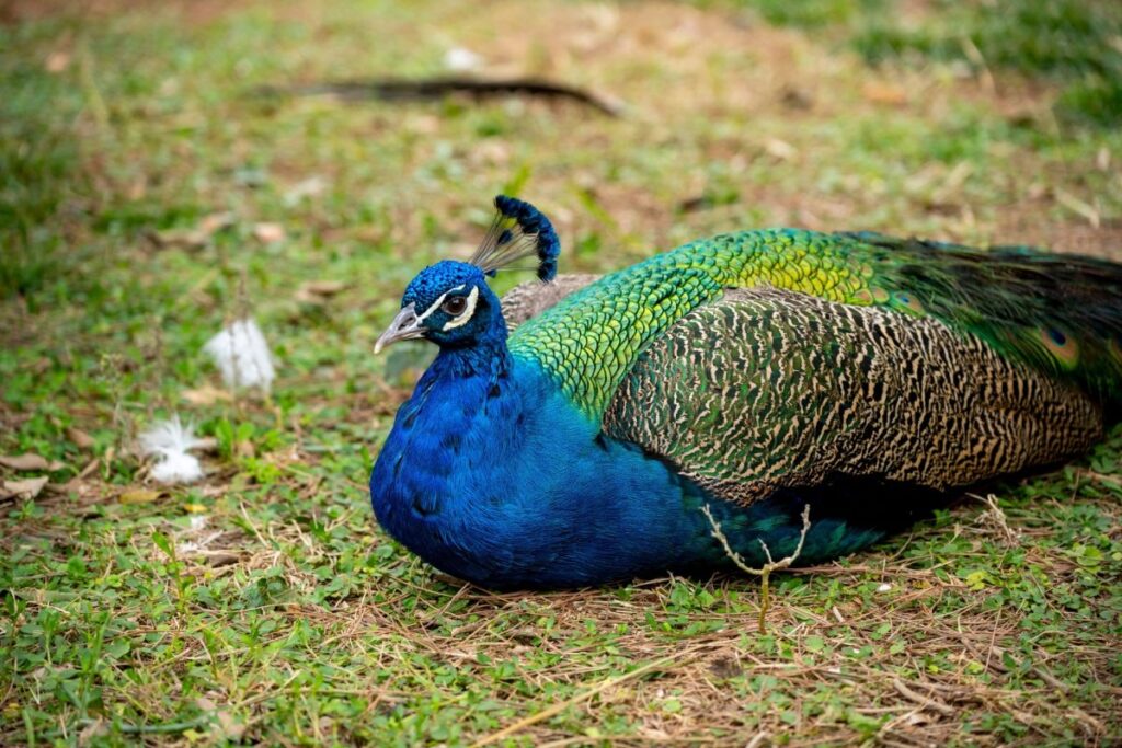 静岡県の動物園で暮らす「クジャク」に違和感　ラスボス感が半端じゃない姿に思わず二度見 | LIMO | くらしとお金の経済メディア