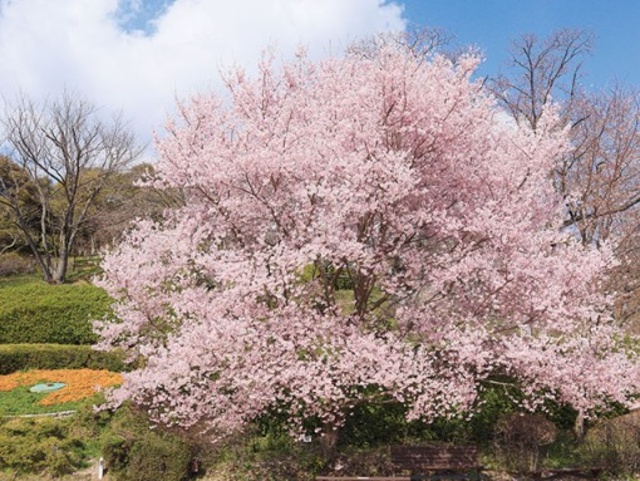 広島市植物公園 さくらまつり