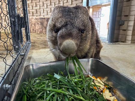 最高齢ウォンバット３７歳に 大阪の動物園、長寿お祝い | 全国のニュース | 福井新聞ONLINE