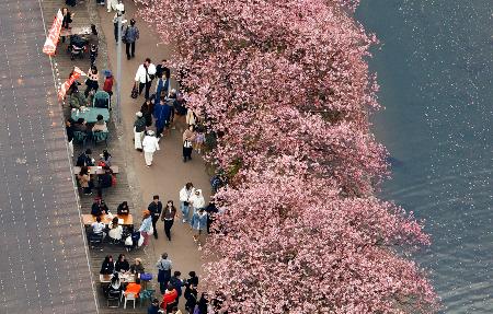 春告げる「河津桜」が見頃 静岡、花見客でにぎわう | 全国のニュース | 福井新聞ONLINE 春告げる「河津桜」が見頃 静岡、花見客でにぎわう | 全国のニュース | 福井新聞ONLINE