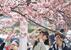 気温が上がった東京都墨田区で桜の写真を撮る人たち=23日午後
